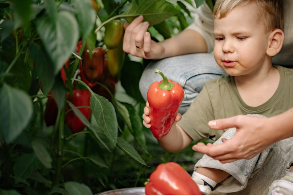 Kind erntet Paprika aus einem Hochbeet